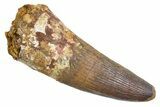 Real Fossil Spinosaurus Tooth - Large Dinosaur Tooth #360449-1